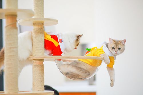 它經(jīng)濟(jì)風(fēng)潮下 從寵物鮮食到衣架，探索那些意想不到的新玩法